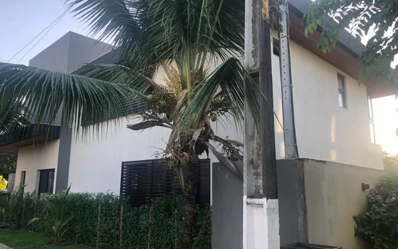 Casa moderna com palmeira no jardim
