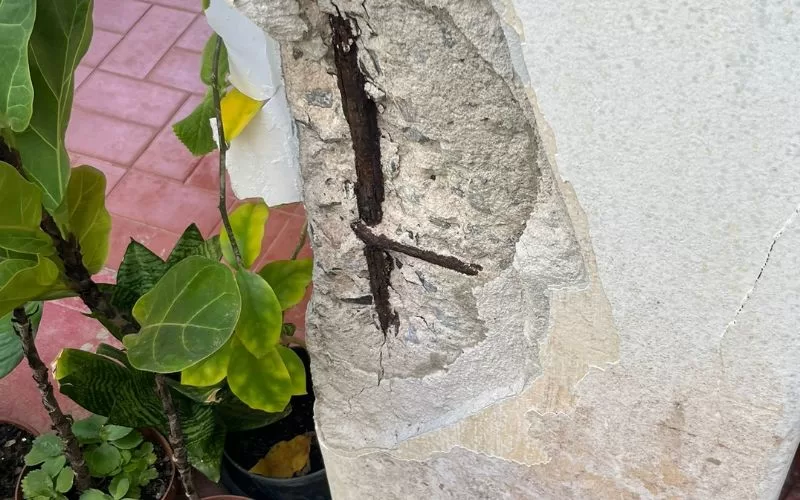 Paredes danificadas com ferrugem exposta e plantas próximas.