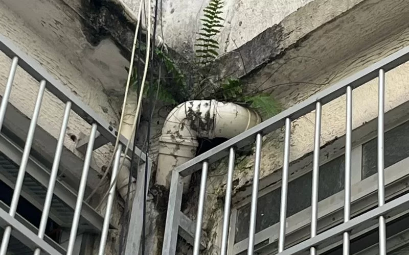 Fendas na parede com planta crescendo ao lado.