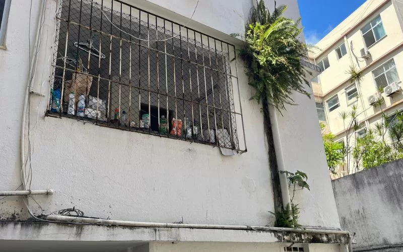 Janela com grades e vegetação pendente.