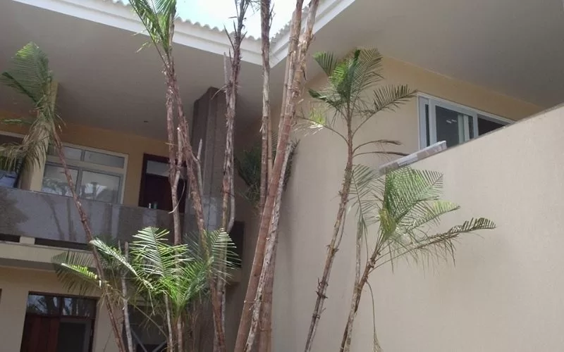 Casa moderna com palmeiras ao lado