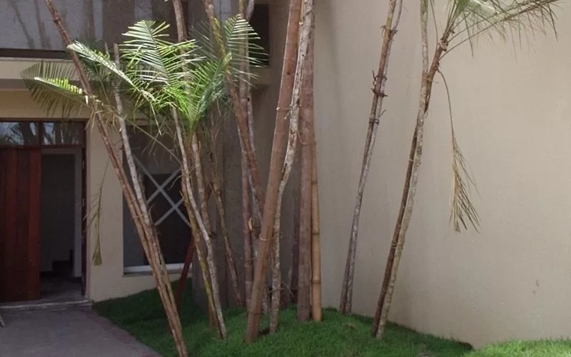 Palmeiras junto a uma parede exterior bege