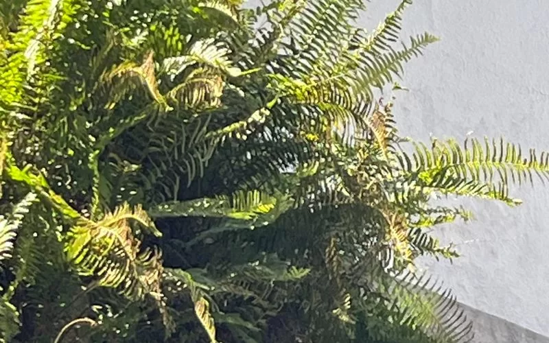 Samambaia verde ao sol em frente a parede branca.