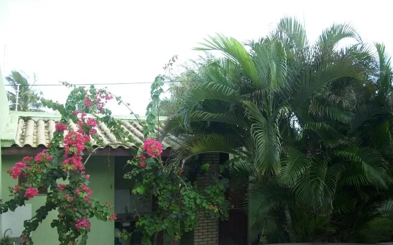 Jardim com flores rosas e palmeiras exuberantes.