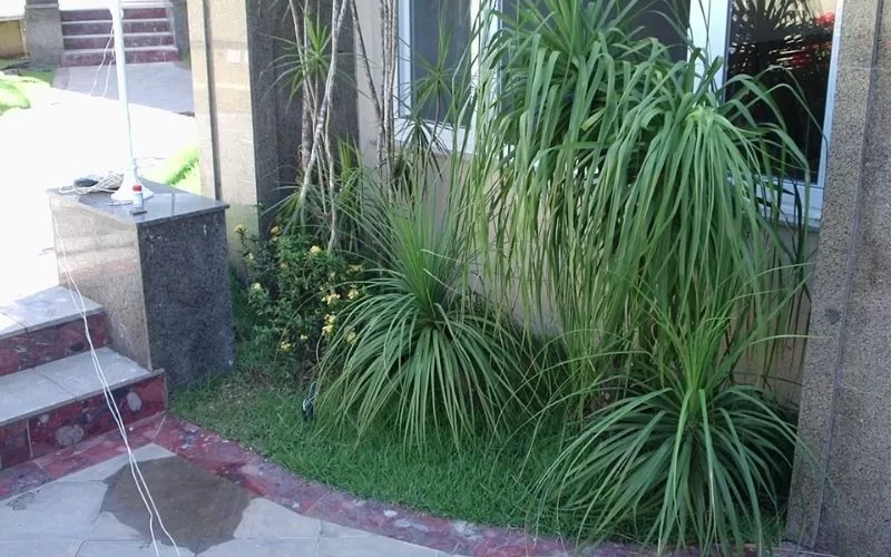 Plantas verdes ao lado de escadas e janela.