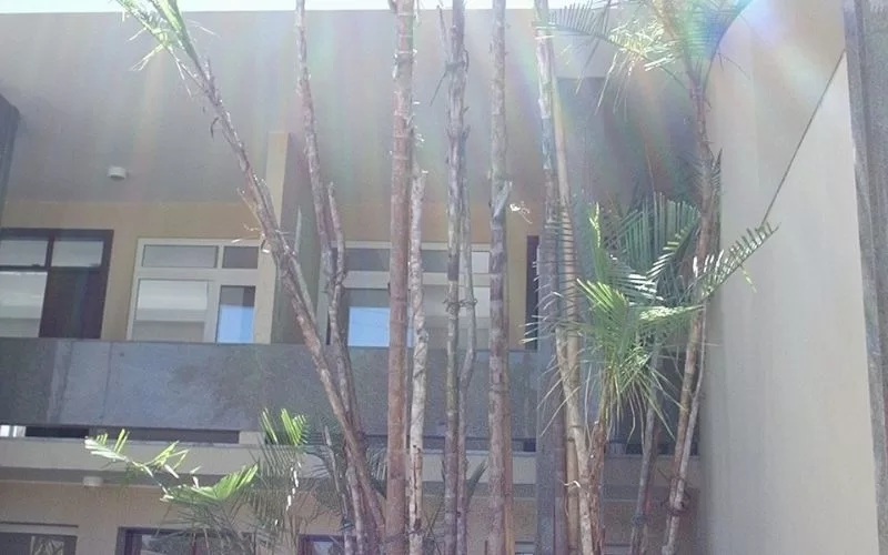 Palmeiras no pátio de um edifício residencial.