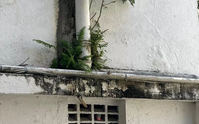Plantas crescendo entre tubos e parede antiga.