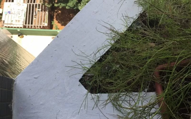 Canto de varanda com plantas verdes.